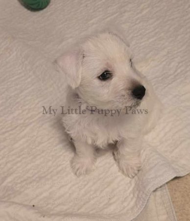 westie-boy-puppy